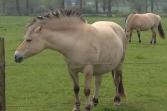 8597 12-5 horses