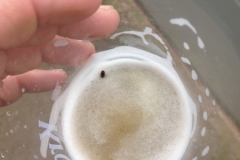 8623 13-5 share the beer mate