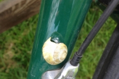 8635 13-5 Snail
