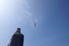 8675 15-5seagull