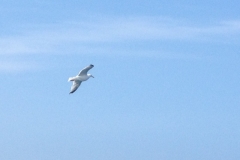 8676 15-5seagull
