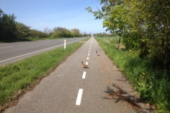 8689 15-5 duck crossing