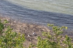 8696 15-5 duck