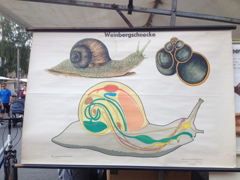 9746 15-7 Snail anatomy