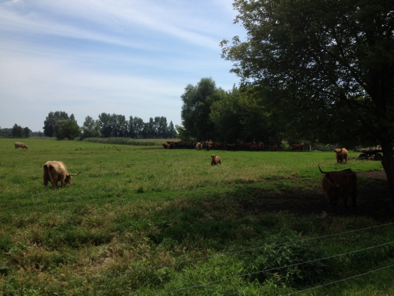 9795 19-7 cattle