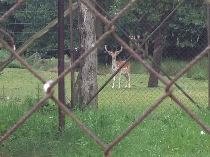 9821 22-7  deer