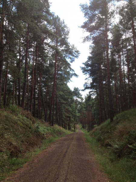 9851 23-7  Path through pines