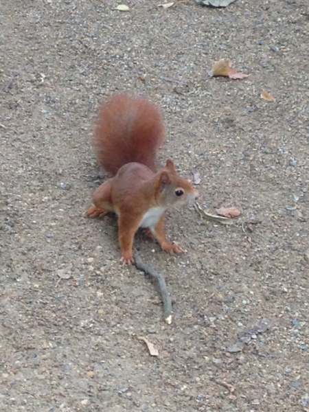 9937 27-7 squirrel