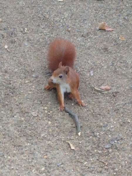 9938 27-7 squirrel
