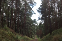 9851 23-7  Path through pines