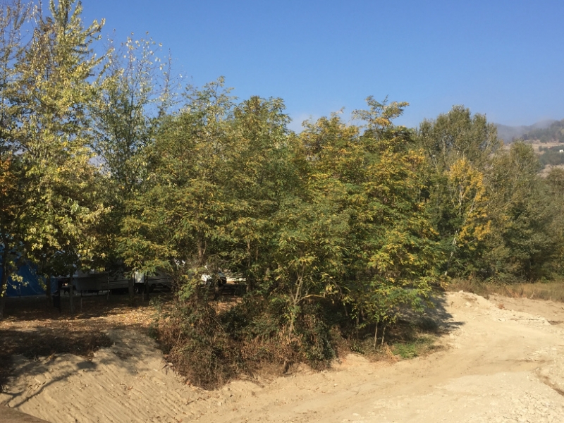 0293 13-10 Trees