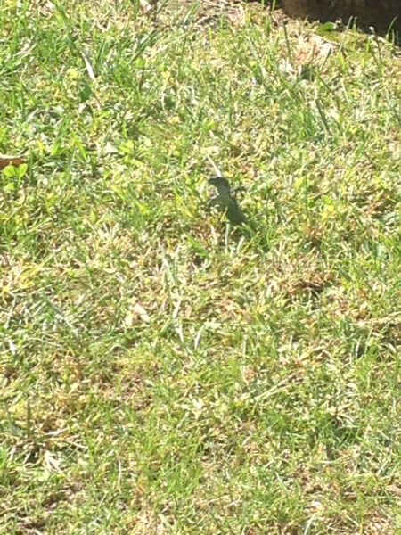 1109 21-9 grass
