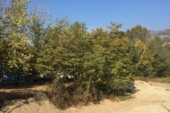 0293 13-10 Trees