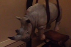 1105 21-9 rhino