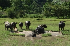 9346  6-7-19 water buffalo