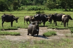 9348  6-7-19 water buffalo