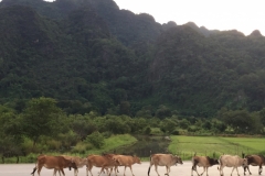 9357  6-7-19 cows