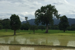 9362  7-7-19 paddy fields