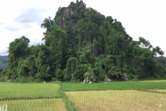 9363  7-7-19 paddy fields
