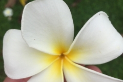 9400  9-7-19 flower