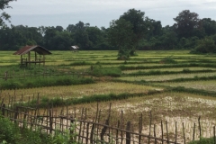 9445  11-7-19 paddy field