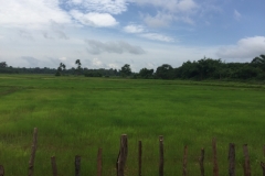 9450  11-7-19 paddy field