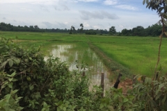 9451  11-7-19 paddy field