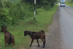 9457  12-7-19 goats