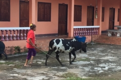 9468  12-7-19 cow