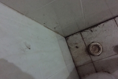 9551  20-7-19 spiders