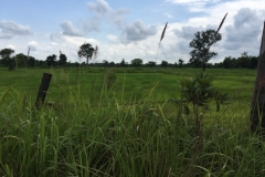 9558  21-7-19 fields