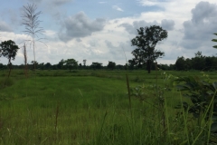 9559  21-7-19 fields