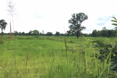 9560  21-7-19 fields