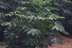 9561  21-7-19 plant