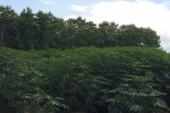 9563  21-7-19 plant