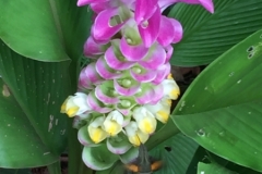 9565  21-7-19 flower