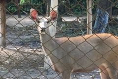 9578  21-7-19 deer