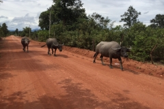 9594  22-7-19 shared road