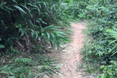 9629  23-7-19 path