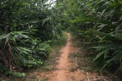 9630  23-7-19 path