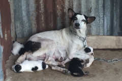 9677  26-7-19 Dog and puppies
