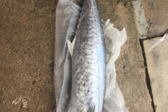5600 28-1-19 fish