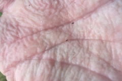 5602 28-1-19 hand