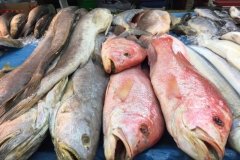 5621 31-1-19 fish