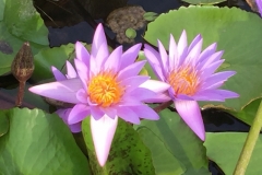 5687 2-2-19 waterlilies
