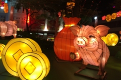 5698 2-2-19 pig in lights