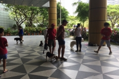 5706 3-2-19 dog walkers