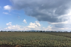 5870 10-2-19  fields