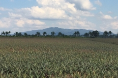 5871 10-2-19  fields
