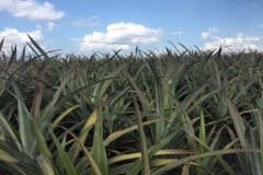 5872 10-2-19  fields